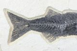 Uncommon, Mioplosus Fossil Fish - Wyoming #77817-2